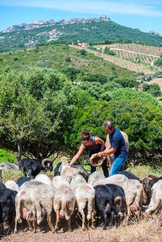مبيت وإفطار Sarragia Ferme De Roccapina المظهر الخارجي الصورة
